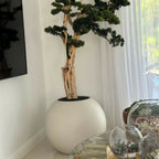 Bonsai Tree in Globe-Shaped Planter – 180 cm, Satin Beige – Evervale