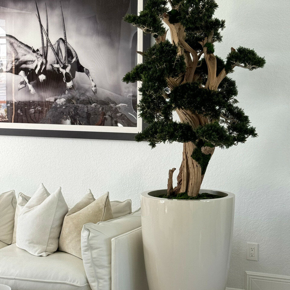 Large Bonsai in Brannan Planter – Evervale