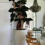 Large Bonsai in Brannan Planter – Evervale
