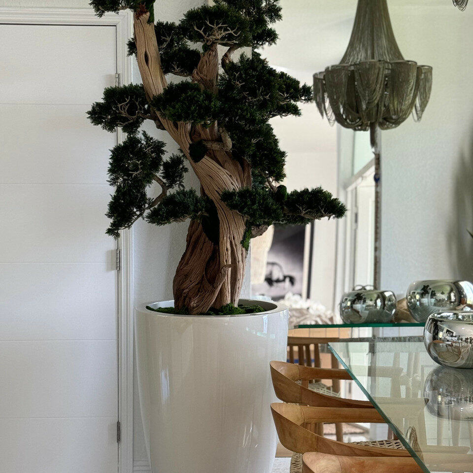 Large Bonsai in Brannan Planter – Evervale