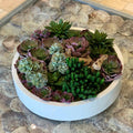 Max Bowl with Mixed Succulents – Evervale