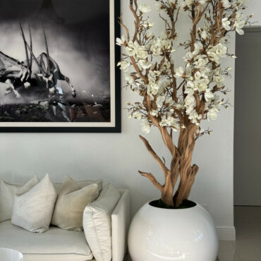 White magnolia tree in shiny white globe pot 30" – Evervale