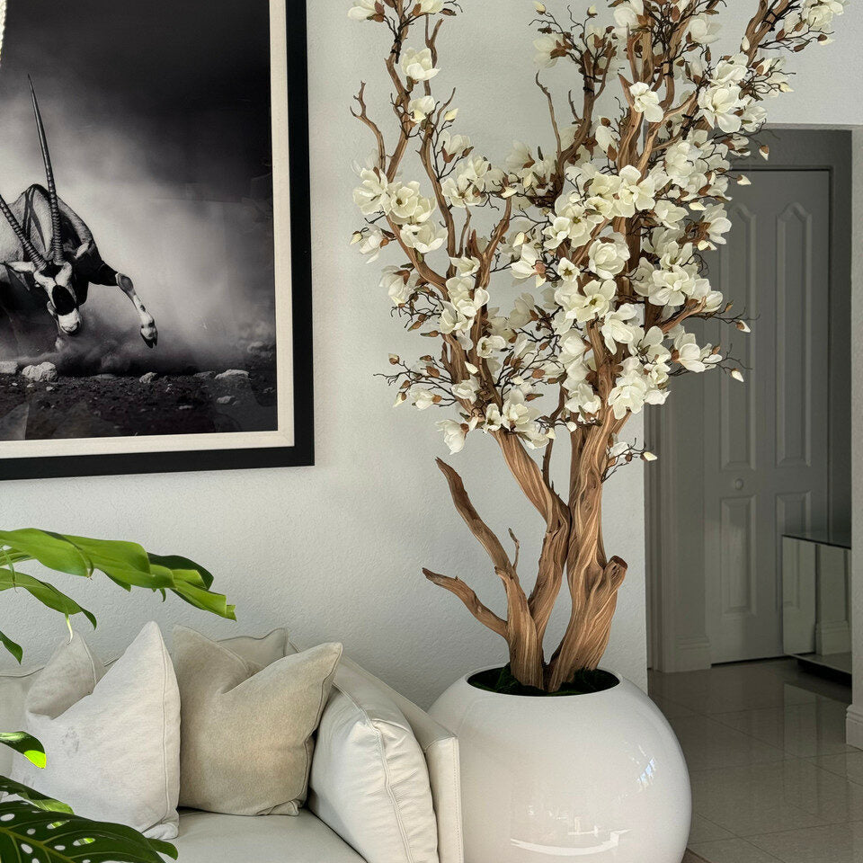 White Magnolia Tree in 126 cm Shiny White Globe Pot – Evervale