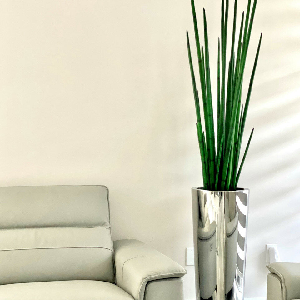 Large, Polished Stainless Steel Pot with Large Snake Grass Plant – Evervale
