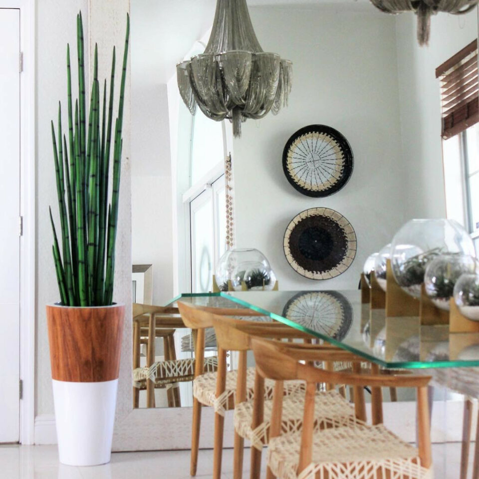 Snake grass (160 cm) with white Lux pot – Evervale