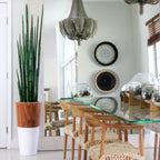 Snake grass (160 cm) with white Lux pot – Evervale