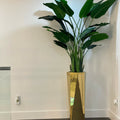 Golden Prism Planter with Bird of Paradise Plant (2.1 m) – Evervale