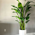 Glossy White Alicante Vase with 9-foot Bird of Paradise – Evervale