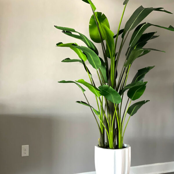 Glossy White Alicante Vase with 9-foot Bird of Paradise – Evervale