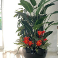 Black Terragona Tropical Plant Mix – Evervale