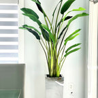 Bird of Paradise Plant (2.1 m) in Stainless Steel Cube Vase – Size M – Evervale