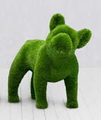 French Bulldog Topiary – Evervale