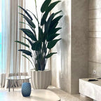 Santa Barbara Planter Pot in Matte Beige with Bird of Paradise Plant – Evervale
