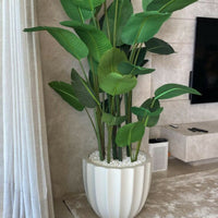 Bird of Paradise